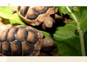 Consejos para el cuidado de tortugas... | Recurso educativo 688411