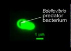 Bdellovibrio attacking E.coli bacteria | Recurso educativo 723162