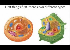 Cells Cells - Parts of the Cell Rap | Recurso educativo 725642