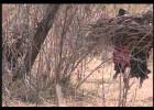 The Maasai People | Recurso educativo 725731