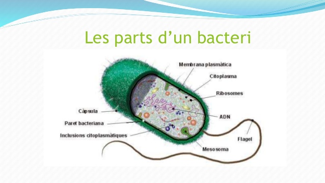 Esquema 3D D'una Cèl·lula Procariota (bacteri) | Recurso Educativo ...