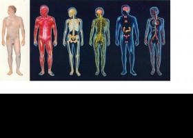 Aparatos y sistemas del cuerpo humano | Recurso educativo 726446