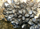 Guide to mussels | Recurso educativo 730136