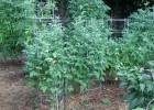 Growing Tomatoes - Bonnie Plants | Recurso educativo 731133