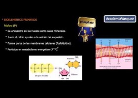 Bioelementos | Recurso educativo 736160