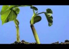 El crecimiento de una planta | Recurso educativo 736988