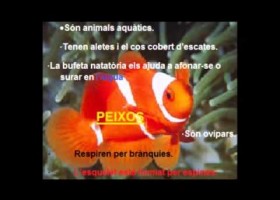 ELS ANIMALS VERTEBRATS | Recurso educativo 741855