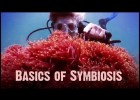 Symbiosis: Mutualism, Commensalism, and Parasitism | Recurso educativo 742061