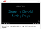 Science Today: Stopping Chytrid, Saving Frogs | California Academy of Sciences | Recurso educativo 742130