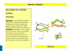 Mitosis y Meiosis | Recurso educativo 742282