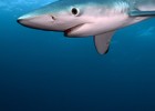 The Shark Trust | Recurso educativo 742450