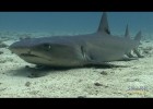 How Do Sharks Breathe? | Recurso educativo 742882