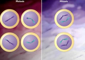 Comparison of Meiosis and Mitosis | Recurso educativo 743062