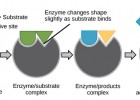 Enzyme Active Site and Substrate Specificity | Recurso educativo 746907