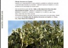 Plantas invasoras en España | Recurso educativo 747919