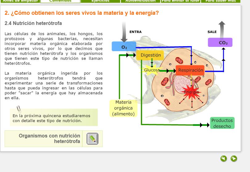 nutrición heterótrofa en animales