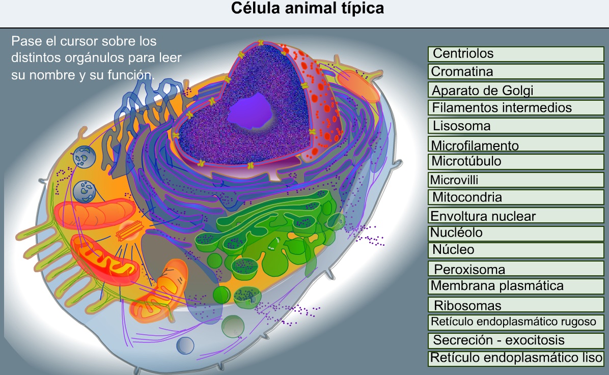 La Cèl·lula Animal Recurso Educativo 754701 Tiching