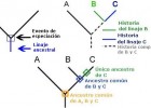Construcción de árboles filogenéticos y cladogramas | Recurso educativo 754733