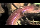 The Amazing World Of Earthworms In The UK - Springwatch - BBC Two | Recurso educativo 755245