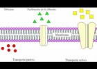 Transporte de membrana celular | Recurso educativo 755616