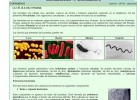 Bacterias | Recurso educativo 756146