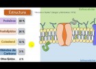 Estructura de la membrana cel·lular | Recurso educativo 758369