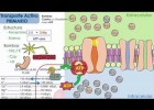 Transport de la membrana cel·lular | Recurso educativo 758370
