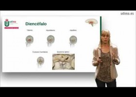 La anatomía del encéfalo | Recurso educativo 762619