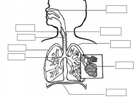 Anatomia de l'aparell respiratori | Recurso educativo 762676
