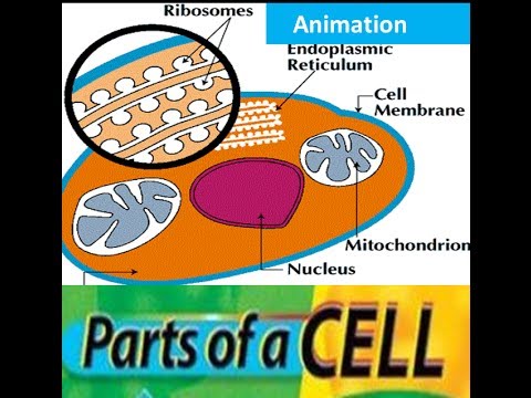 Cells in Human Body -Structure ,Parts,Function | Recurso educativo