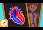 El sistema circulatorio del cuerpo humano | Recurso educativo 765375