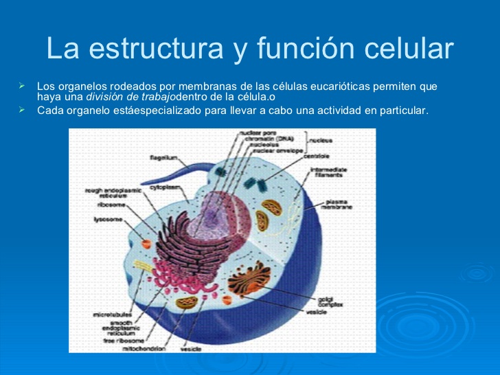 Estructura Y Funcion De La Celula Pdf Consejos Celulares | Images And ...