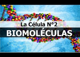 Las biomoléculas - glúcidos, lípidos, proteínas y ácidos nucleicos | Recurso educativo 769208