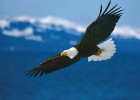 Águila | Recurso educativo 769263