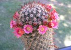 Flores de cactus | Recurso educativo 769753