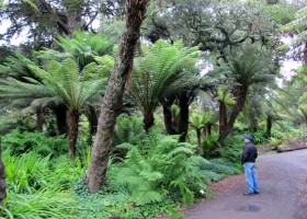 Tree ferns | Recurso educativo 770006