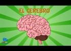 El sistema nervioso y el cerebro | Recurso educativo 772064