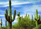 Cactus | Recurso educativo 772171