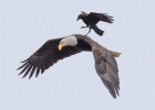 Águila y cuervo | Recurso educativo 773460