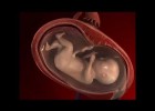 Fertilització i desenvolupament del fetus. | Recurso educativo 775805