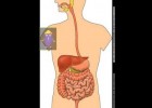 Aparell digestiu humà | Recurso educativo 777384