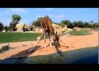 Como beben as xirafas | Recurso educativo 777686