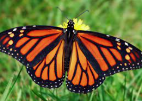 Butterflies | Recurso educativo 784423