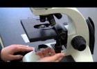 BIOLOGY 10 - Basic Microscope Setup and Use | Recurso educativo 784557