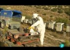 Un mundo sen abellas TVE-'El Escarabajo Verde' | Recurso educativo 787522