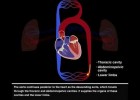 Circulaciones pulmonar y sistémica | Recurso educativo 788217