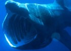 Avistan un tiburón peregrino de ocho metros de longitud en aguas granadinas | Recurso educativo 789982