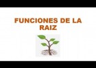 Sesión 27 Funciones de la Raíz | Recurso educativo 7903552