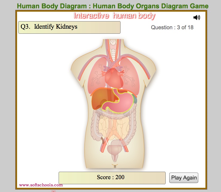 Interactive human body | Recurso educativo 41750