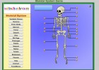 Skeletal System Game | Recurso educativo 41754